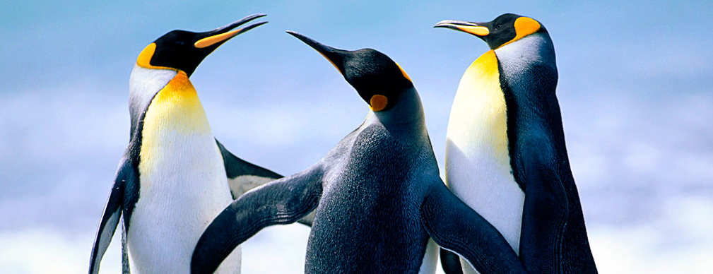 Three Penguins