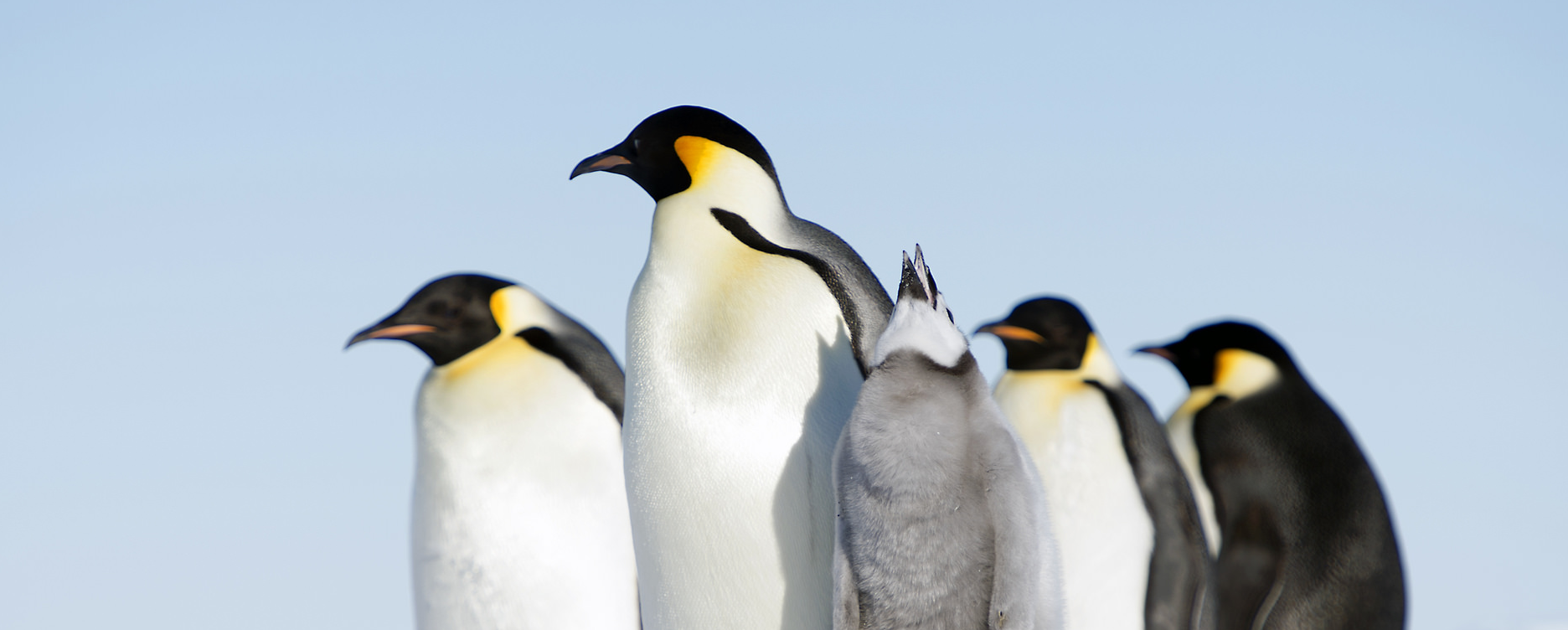 A few penguins chilling out